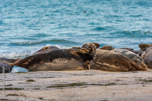 A harbor seal colony resting on a sandbank near the ocean. Picture from Falsterbo in Scania  southern Sweden