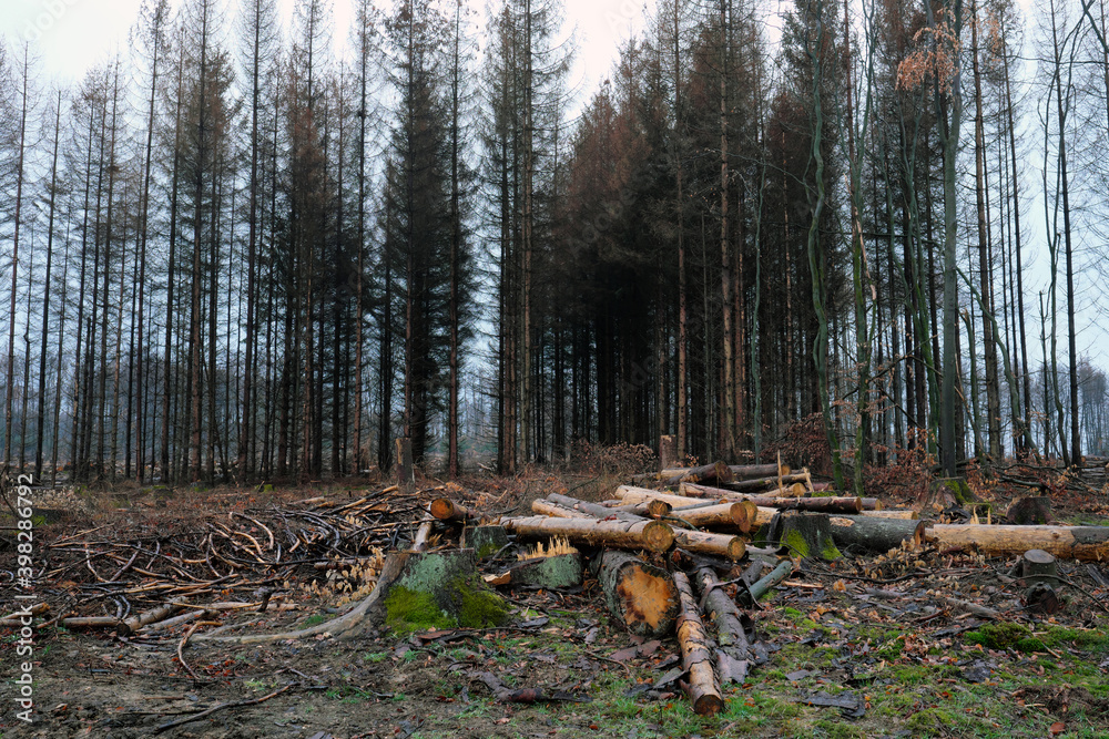 Dead trees and tree stumps and tree logs in a cleared forest owing to dryness and bark beetle infestation in times of climate change and forest dieback - stockphoto