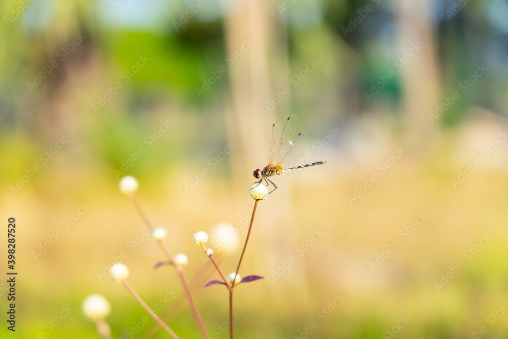 Gold blurry background effect with dragonfly on the flower close up Gold blurry background effect with dragonfly on the flower close up