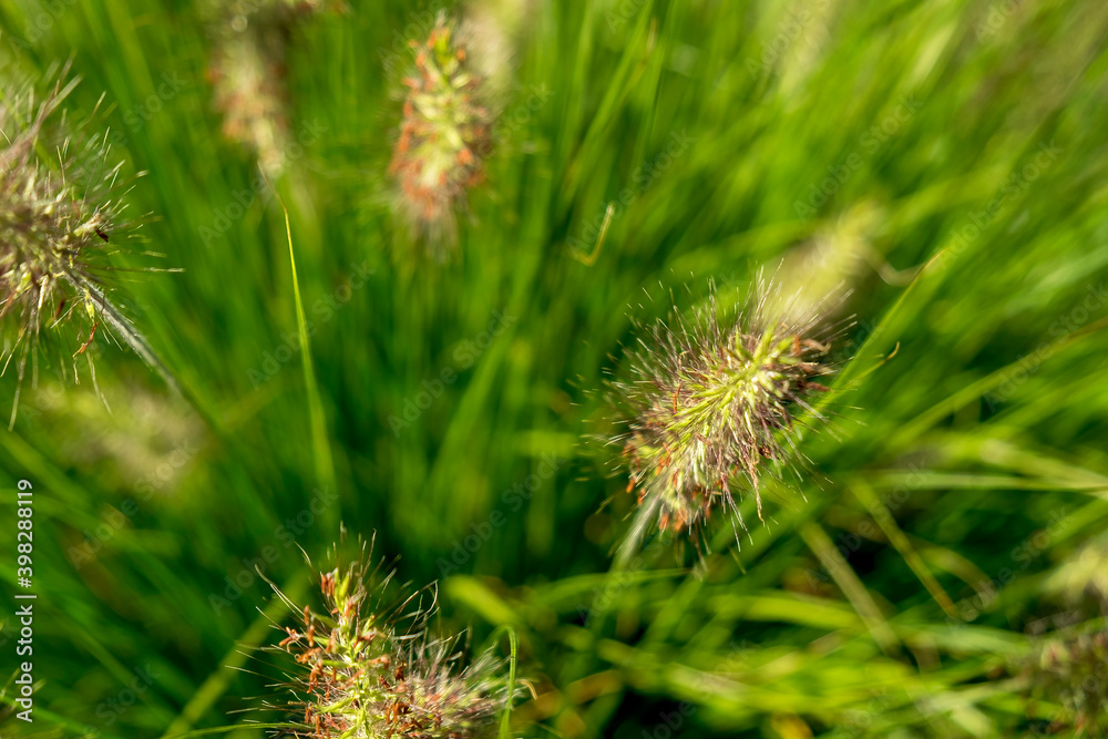 Countryside meadow grass and wild field flowers Countryside meadow grass and wild field flowers