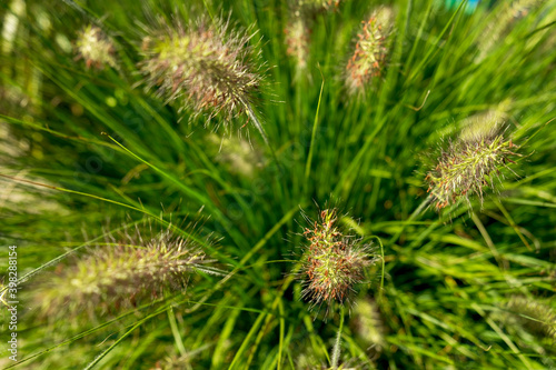 Countryside meadow grass and wild field flowers