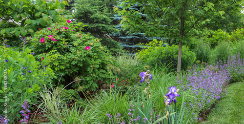 Brilliantly bright fuchsia shrub rose bush in the background with catmint and blue irises on a early spring morning. 