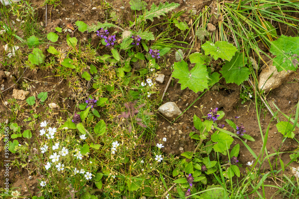 Countryside meadow grass and wild field flowers Countryside meadow grass and wild field flowers