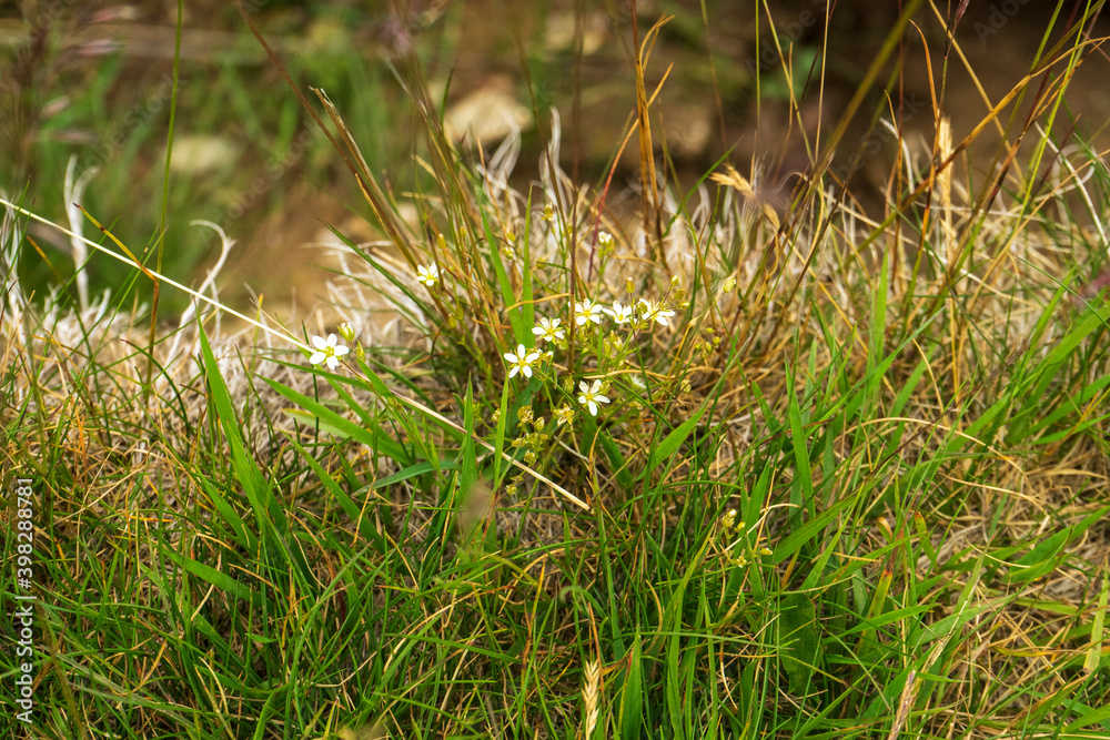 Countryside meadow grass and wild field flowers Countryside meadow grass and wild field flowers