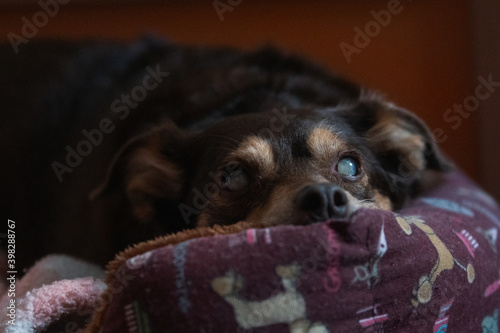 Face portrait of a blind diabetic dog relaxed on the bed