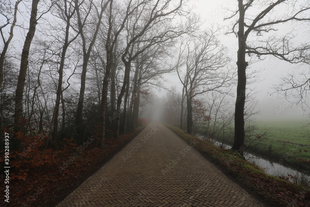 Rural Dutch forest road on a foggy autumn day Rural Dutch forest road on a foggy autumn day