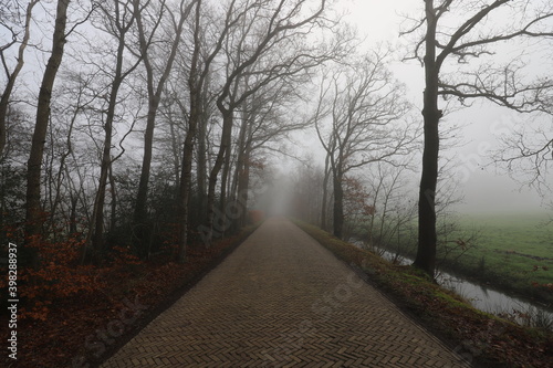 Rural Dutch forest road on a foggy autumn day