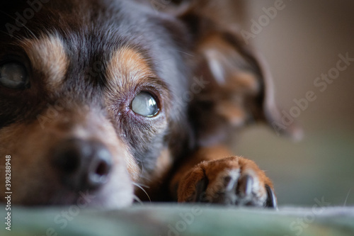 Close up portrait of a blind diabetic dog relaxed