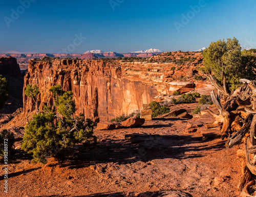 Twisted Juniper Trees at The White Rim Overlook, Canyonlands National Park, Utah, USA photo