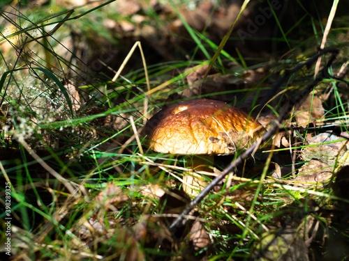 mushroom cap peeking out of the grass. search for mushrooms in the forest. white mushroom