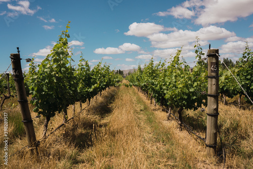 vine cultive in espalier photo