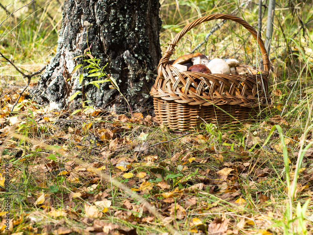 Obraz premium a whole basket of mushrooms in a clearing in the woods. harvest the mushrooms. quiet hunting is a hobby.