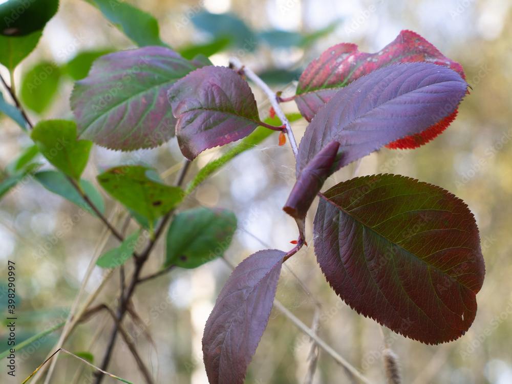 green-brown leaves on a Bush. bright colors on the foliage. autumn. green-brown leaves on a Bush. bright colors on the foliage. autumn.
