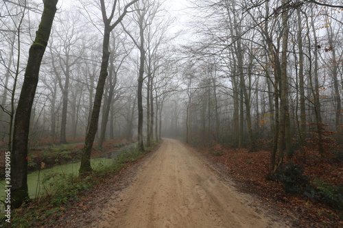 Rural Dutch forest road on a foggy autumn day