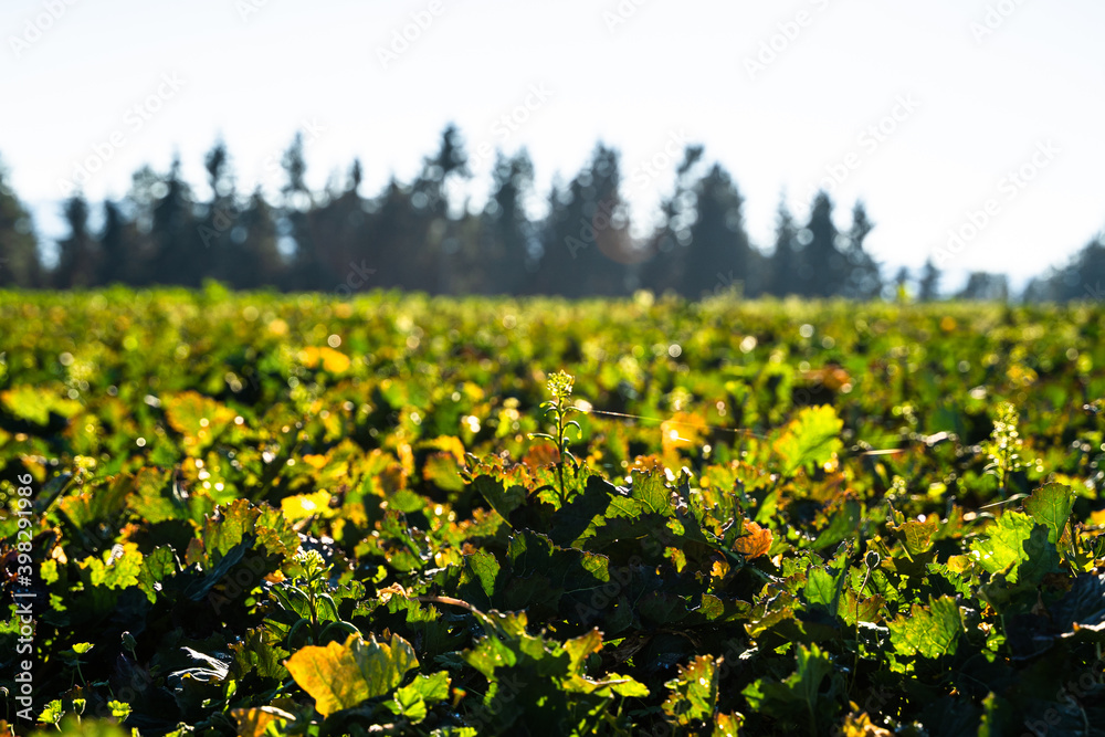 Obraz premium Field with winter fertilization