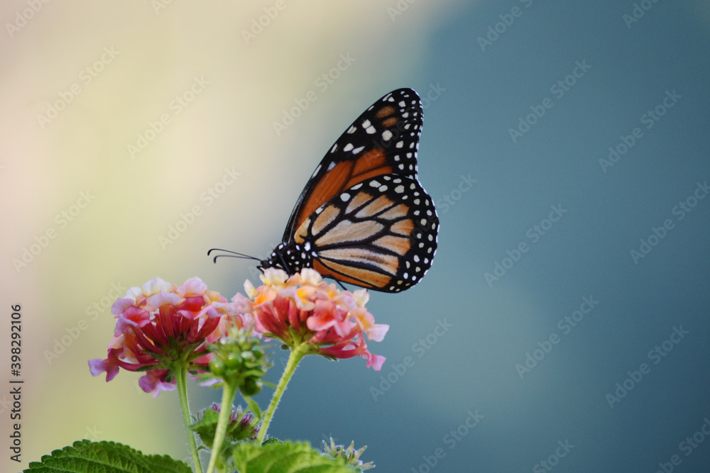 butterfly on flower