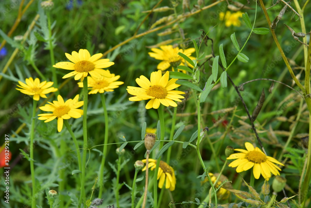 Marguerites géantes jaunes à l'arboretum de Kalmthout au nord d'Anvers Marguerites géantes jaunes à l'arboretum de Kalmthout au nord d'Anvers