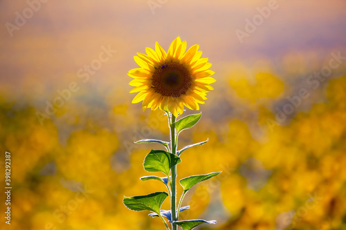 yellow flower of sunflower in a field closeup