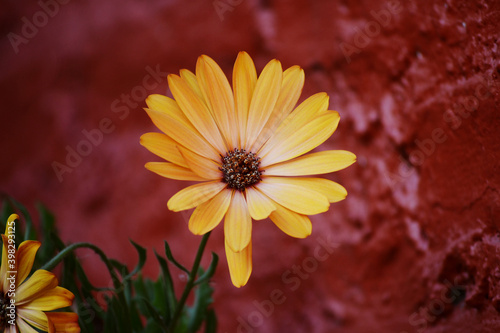 yellow and red flower