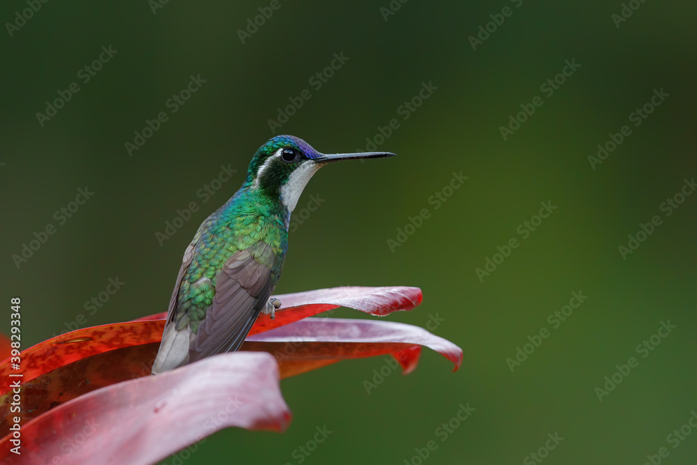 Fototapeta premium Hummingbird, White-throated Mountain-gem (Lampornis castaneoventris) sitting in the rainforest in San Gerardo del dota, Savegre, Costa Rica
