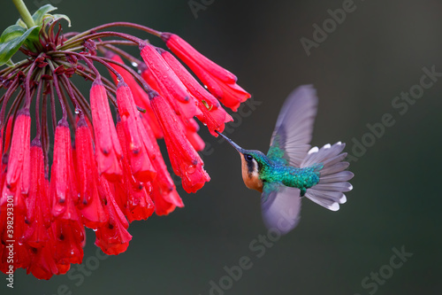 Hummingbird, White-throated Mountain-gem (Lampornis castaneoventris) flying next to a flower to get nectar in the rainforest in San Gerardo del dota, Savegre, Costa Rica photo