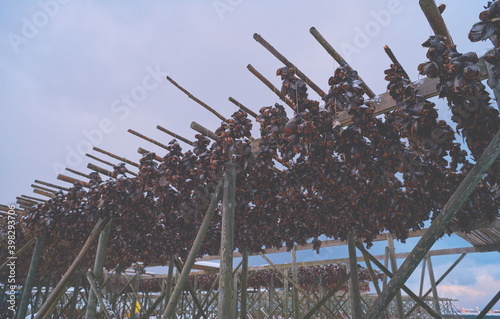 Air drying of Salmon fish on wooden structure at Scandinavian winter photo