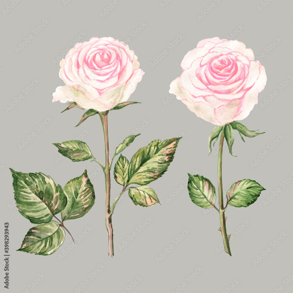 Illustration of delicate roses drawn by paints on paper