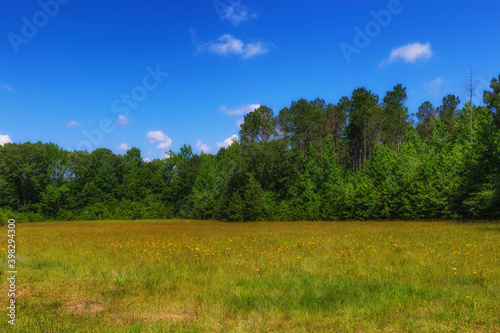 Field of Wildflowers along the Natchez Trace parkway