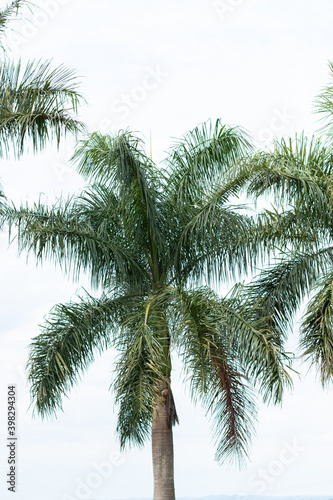 palmeiras photo