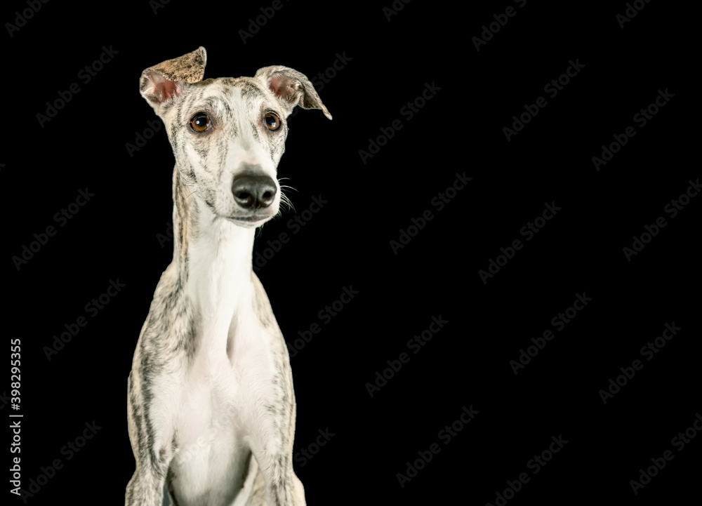 lustiges Porträt eines Whippet-Hundes auf isoliertem schwarzen Hintergrund