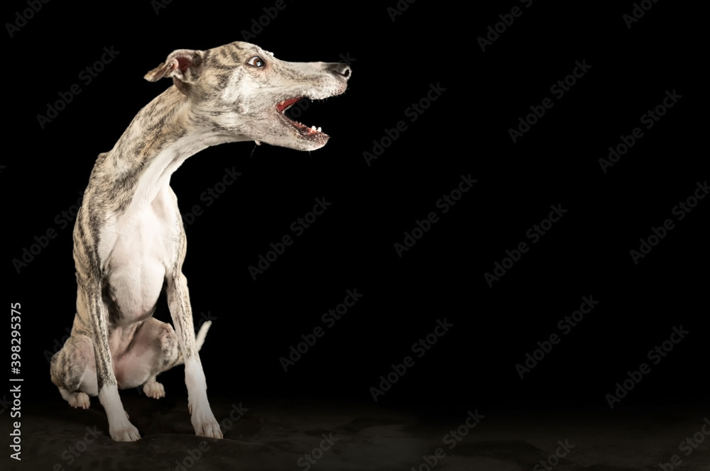 lustiges Porträt eines Whippet-Hundes auf isoliertem schwarzen Hintergrund
