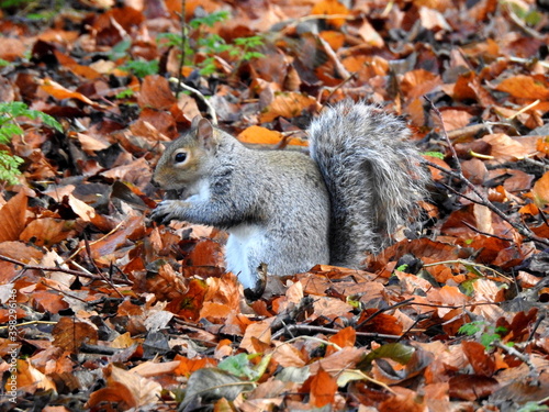 Tapety artystyczne squirrel among oak leaves sciurus
