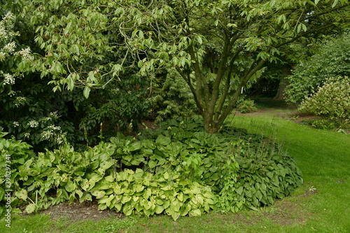 Variété d'arbres et plantes diverses à l'arboretum de Kalmthout au nord d'Anvers