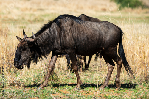 Fototapeta Naklejka Na Ścianę i Meble -  Gnou à queue noire, Connochaetes taurinus, Parc national Kruger, Afrique du Sud