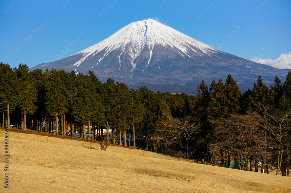 Fototapeta premium 静岡県まかいの牧場からの富士山