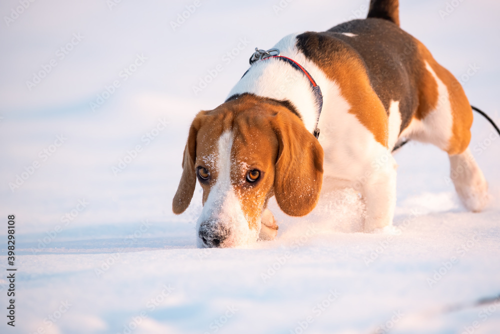 Beagle dog sniffing trail in snow. Hound dog theme.