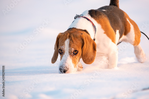 Fototapeta Naklejka Na Ścianę i Meble -  Beagle dog sniffing trail in snow. Hound dog theme.