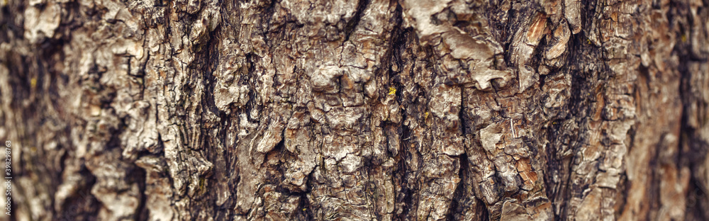 Natural wooden texture background. Closeup macro of old aged tree bark. Abstract oak tree nature backdrop wallpaper. Unusual pattern wooden surface. Web banner header. Natural wooden texture background. Closeup macro of old aged tree bark. Abstract oak tree nature backdrop wallpaper. Unusual pattern wooden surface. Web banner header.