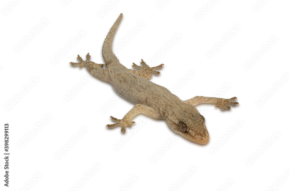 Fototapeta premium house lizard isolated on white background