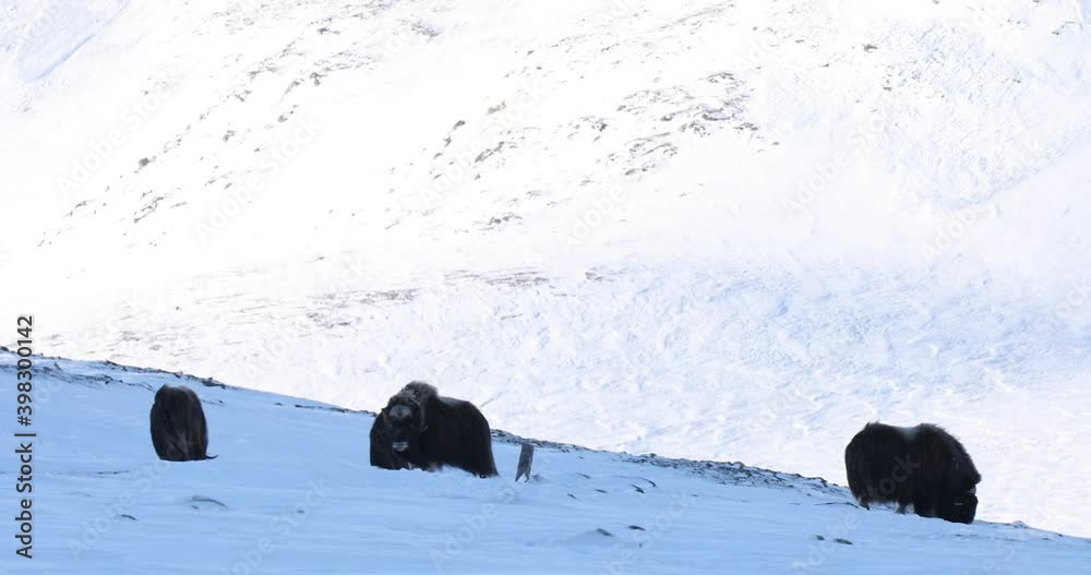 Musk Ox in Dovrefjell National Park, Norway Musk Ox in Dovrefjell National Park, Norway