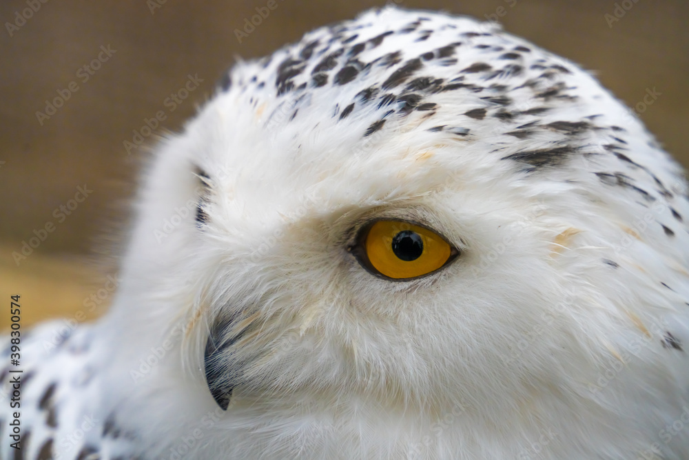 Fototapeta premium Snowy owl (Bubo scandiacus), also known as polar owl, white owl and Arctic owl. A threatened species native to the Arctic regions