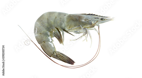 single white shrimp. pacific white shrimp (L. vannamei) photo