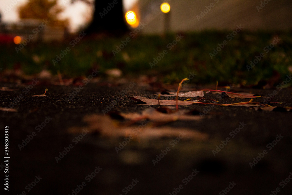 Rainy Leaves Rainy Leaves