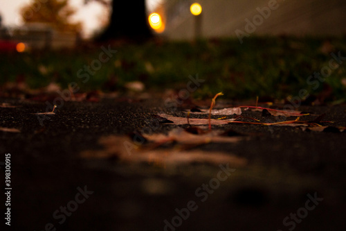 Rainy Leaves
