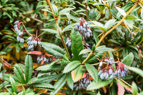 Berberis julianae, the wintergreen barberry or Chinese barberry, a flowering evergreen shrub native to Central China. photo