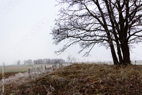 Fototapeta Naklejka Na Ścianę i Meble -  Jesienny krajobraz Doliny Narwi, Podlasie, Polska