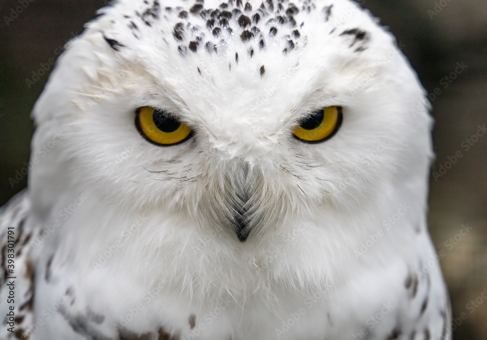 Obraz premium Snowy owl (Bubo scandiacus), also known as polar owl, white owl and Arctic owl. A threatened species native to the Arctic regions