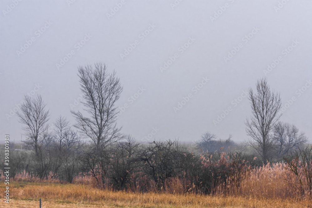 shrubs and trees in the fog in winter shrubs and trees in the fog in winter