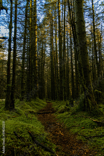 Wallpaper Mural The Moyle Way, Ulster Way, International Appalachian hiking trail through Glenariff forest park, Glens of Antrim, Causeway coast and glens, County Antrim, Northern Ireland Torontodigital.ca