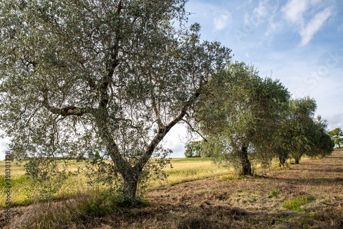 Olive trees in the Italian countryside